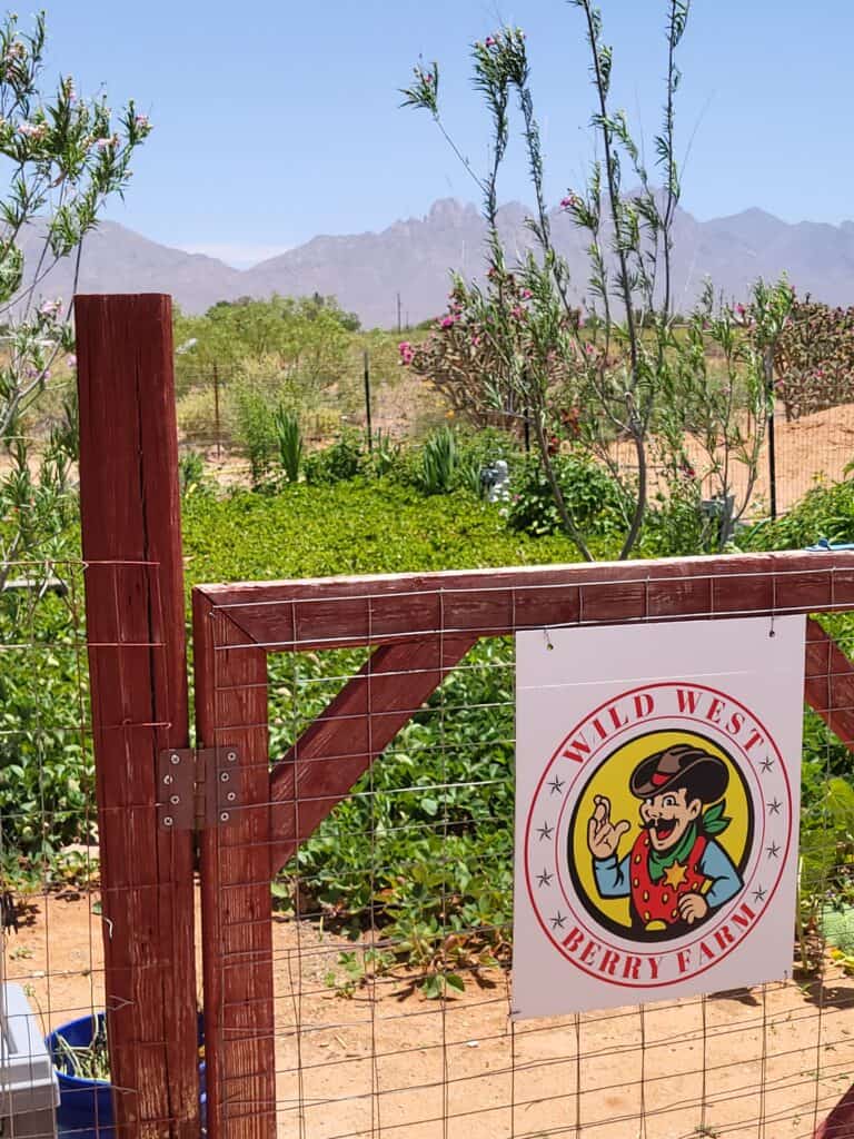 Farm garden gate with the Wild West Berry Farm sign and the Organ Mountains behind